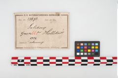 Foto von Bronzehohlbuckelarmreif (NHMW-PRAE-025673)